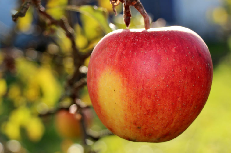 What time of year are apples ready to harvest?
