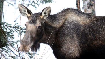 What to do after you kill a moose?