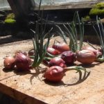 What to do with a sprouting onion?