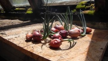 What to do with a sprouting onion?