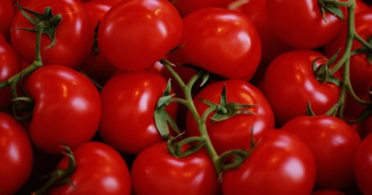 What tomatoes are healthiest?