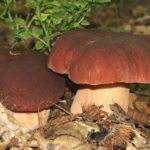 What trees do porcini grow under?