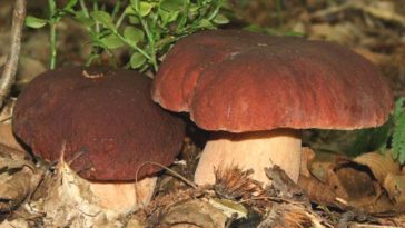 What trees do porcini grow under?