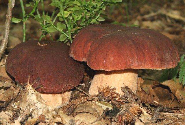 What trees do porcini grow under?