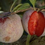 What two fruits make a pluot?