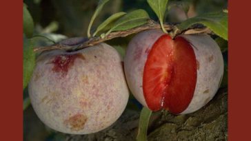 What two fruits make a pluot?