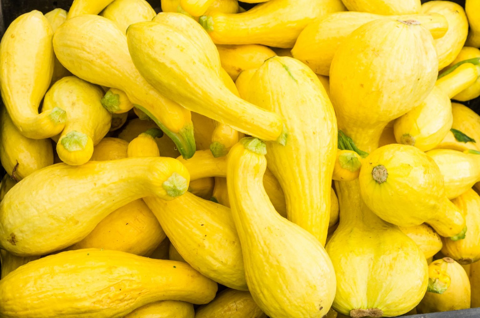 what-type-of-squash-is-calabaza