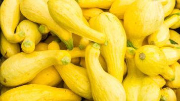 What type of squash is calabaza?