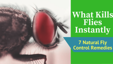 What will kill flies instantly?