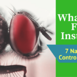 What will kill flies instantly?