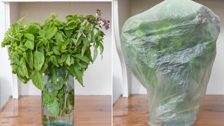 What's the best way to store fresh basil?