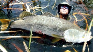 What's the biggest barramundi ever caught?