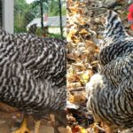 What's the difference between a pullet and a hen?