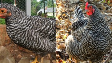 What's the difference between a pullet and a hen?