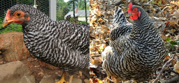 What's the difference between a pullet and a hen?