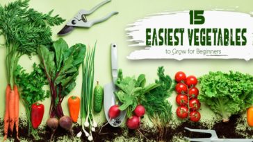 What's the easiest vegetable to grow?