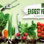 What's the easiest vegetable to grow?