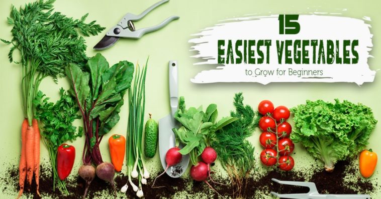 What's the easiest vegetable to grow?