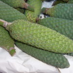 What's the fruit that looks like a banana?