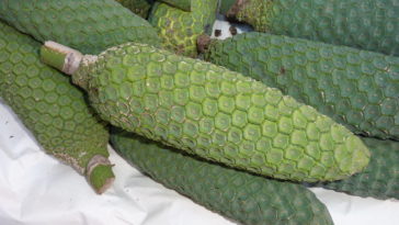 What's the fruit that looks like a banana?