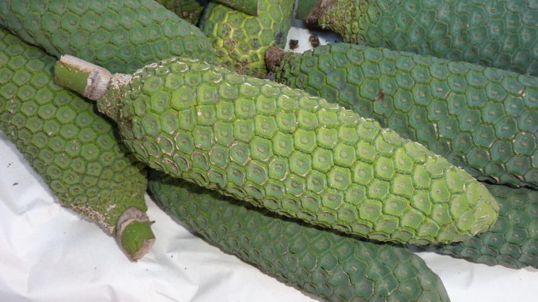 What's the fruit that looks like a banana?