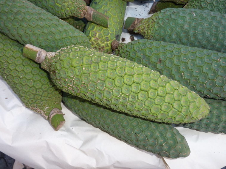 What's the fruit that looks like a banana?