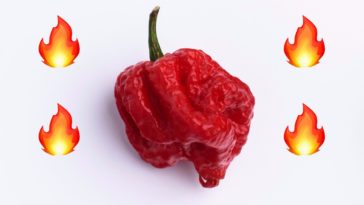 What's the hottest pepper on Earth?