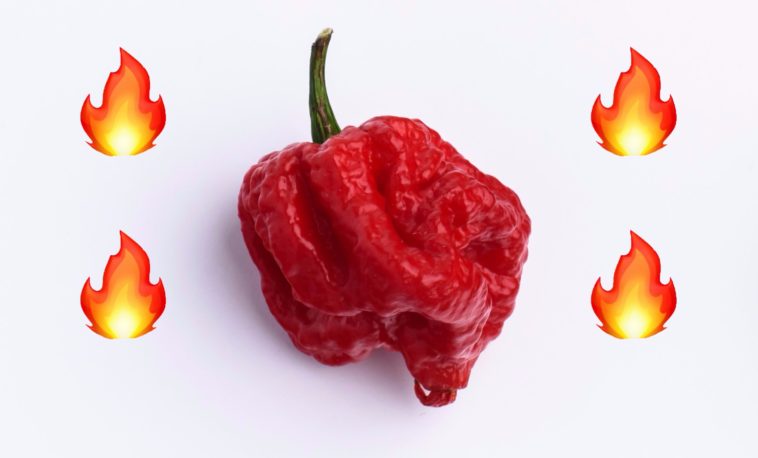 What's the hottest pepper on Earth?