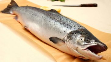 When should I buy wild salmon?