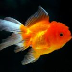 When should I season my fish?