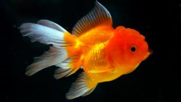 When should I season my fish?