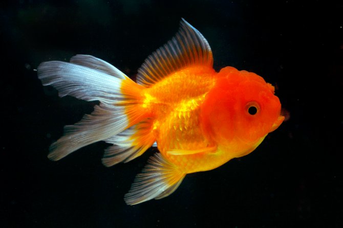 When should I season my fish?