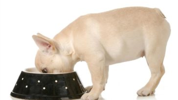 When should I switch from puppy chow?