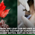 When should I take maple extract?