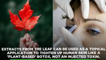 When should I take maple extract?