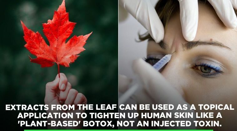 When should I take maple extract?