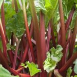 When should you not pick rhubarb?