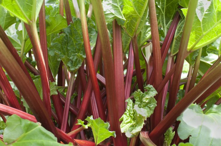 When should you not pick rhubarb?