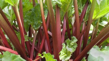 When should you not pick rhubarb?