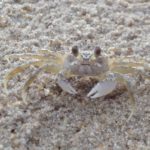 Where can I catch crabs in Virginia Beach?