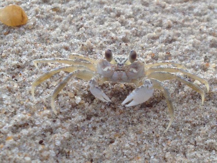 Where can I catch crabs in Virginia Beach?