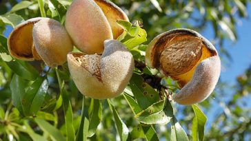 Where do Walmart almonds come from?