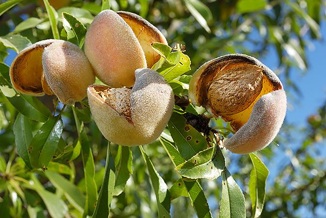 Where do Walmart almonds come from?