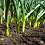 Where does Walmart get their garlic?