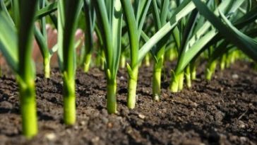 Where does Walmart get their garlic?