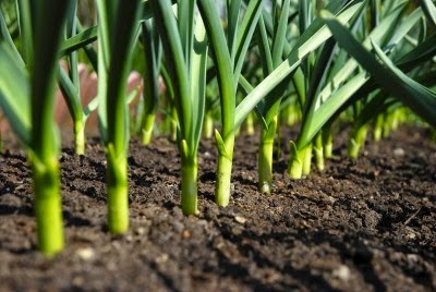 Where does Walmart get their garlic?