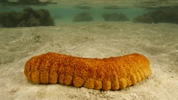 Which animal blood is black?