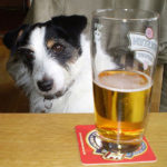 Which beer is best for dogs?