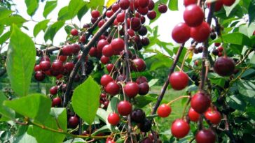 Which cherry is sweetest?