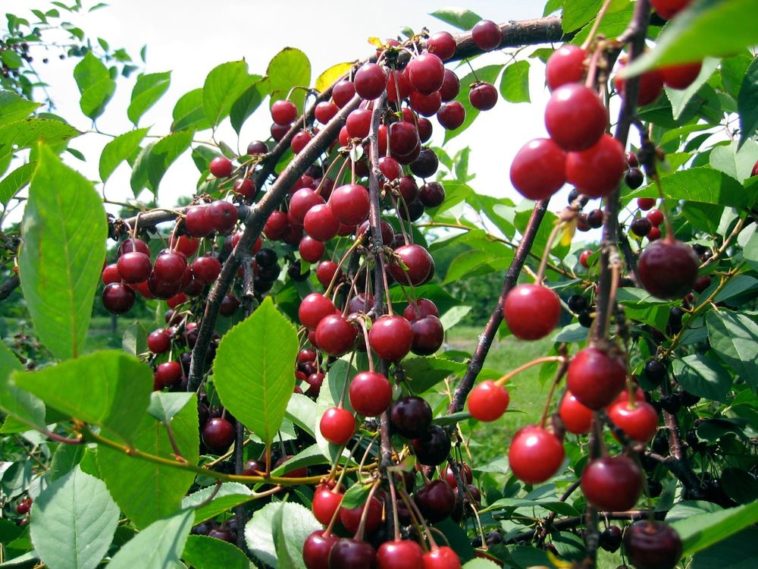 Which cherry is sweetest?